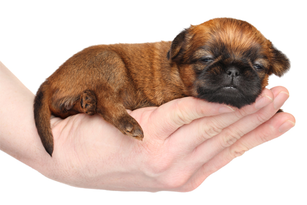 Brussels Griffon Puppies Breed Information Puppies For Sale