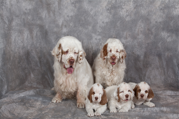 cumberland spaniel for sale