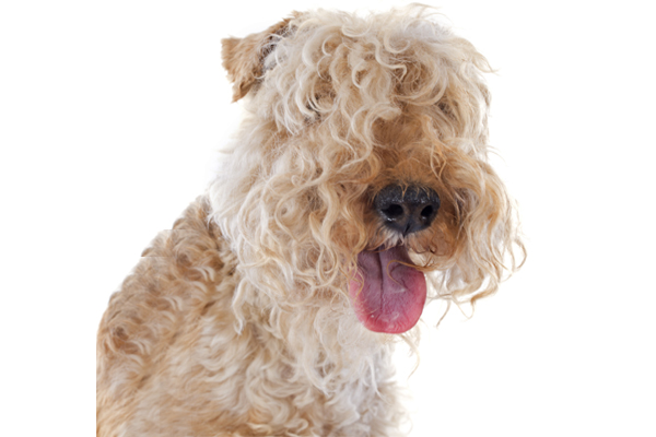 lakeland terrier image
