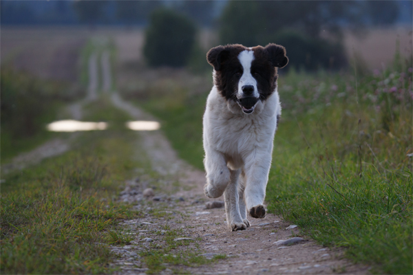 Landseer picture