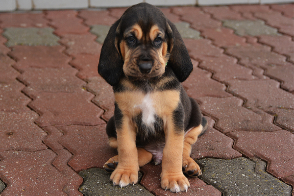 Bloodhound Breed Dog Breed Information Pictures Bloodhound Breed Dog Breed Information Pictures