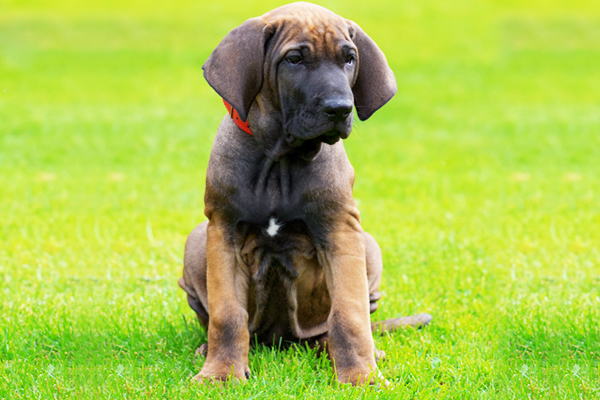 Red Fila Brasileiro Puppy image