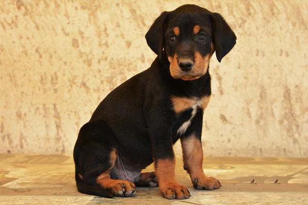 Black and Tan Transylvanian Hound Puppy image