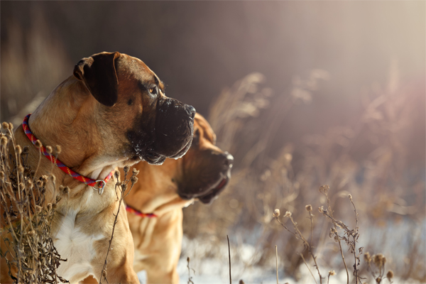 Red Boerboel image