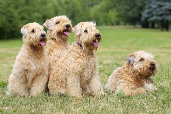 Soft Coated Wheaten Terrier Puppies Breed information 