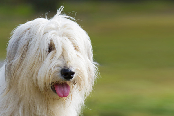 South Russian Shepherd picture