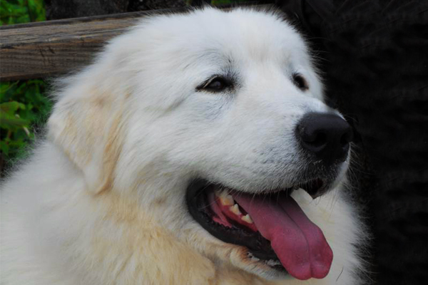 White Great Pyrenees picture