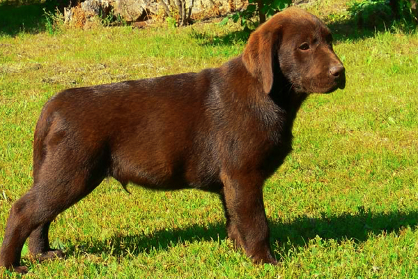 Labrador Puppy picture