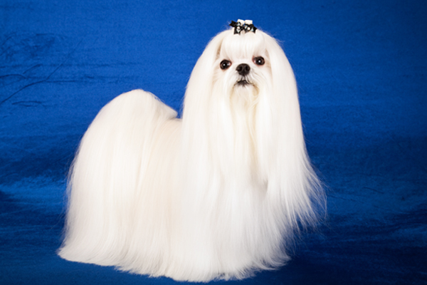 White Maltese picture
