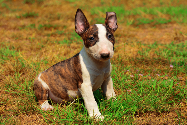 巴西犬 斐乐图片