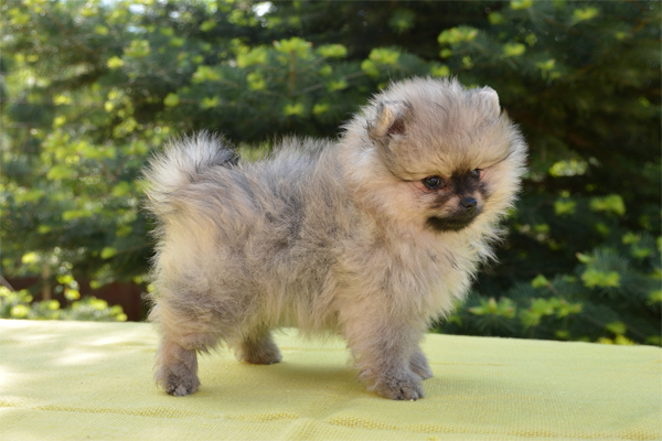 OrangePomeranian picture