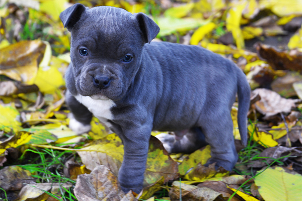 amstaff puppies for sale near me