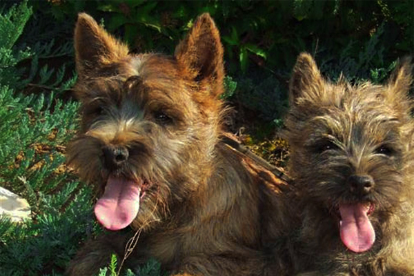cairn terrier