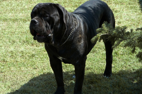 Italian Mastiff Puppies Breed Information Puppies For Sale