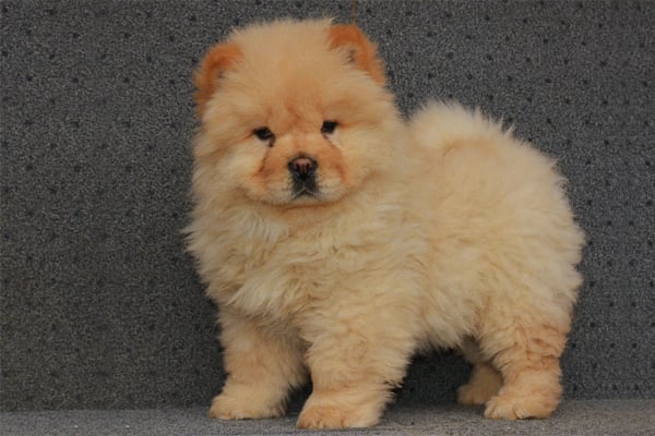 Chow Chow Puppies Breed information & Puppies for Sale