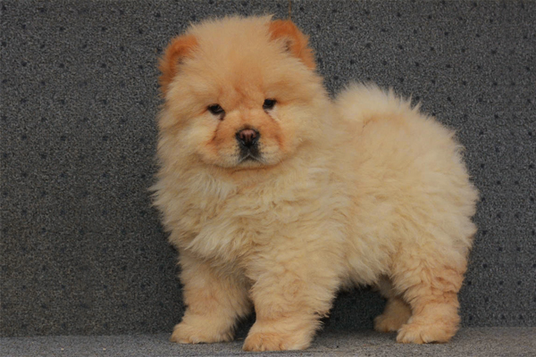 mini chow puppies