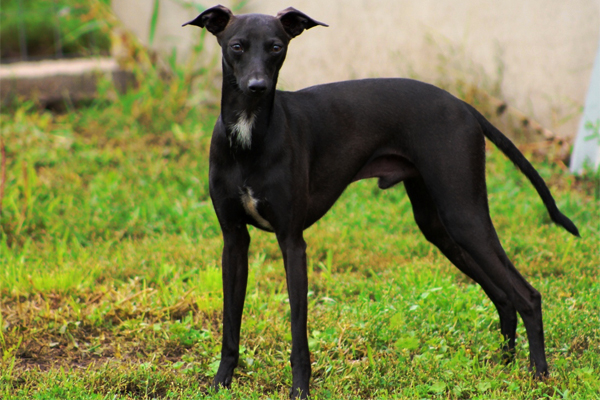 Italian Greyhound Puppies Breed Information For Black Italian Greyhound Picture