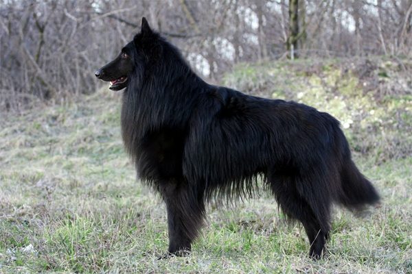 belgian shepherd groenendael for sale