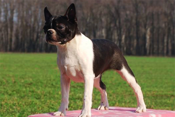 boston terrier