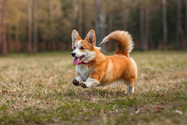 white corgi puppies for sale corgi puppies breed information puppies for sale white corgi puppies for sale corgi puppies breed information puppies for sale