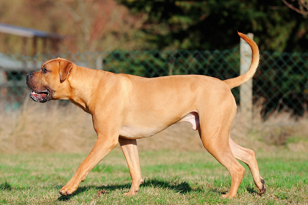 red boerboel picture