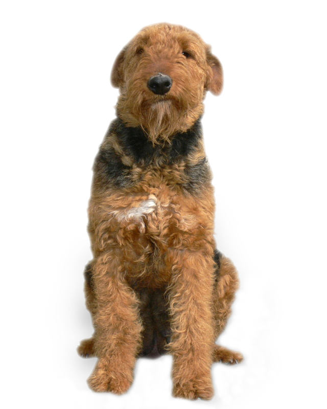 Miniature Airedale Puppies For Sale