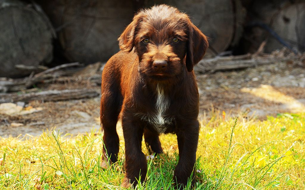 58 Best Images German Wirehaired Pointer Puppies Oregon / German Wirehaired Pointer dog - puppy giving paw Stock ...