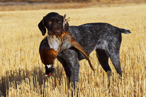 German Wirehaired Pointer Puppies Breed information ...