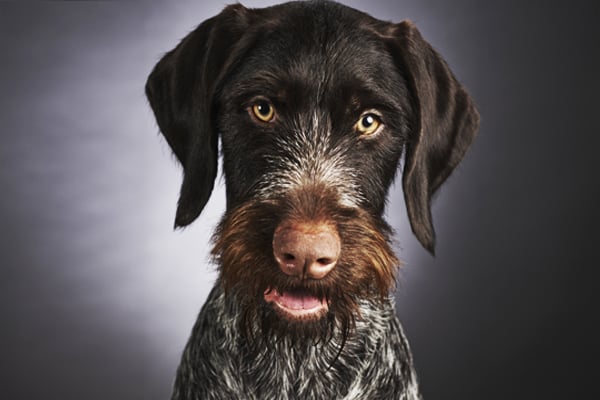 29 HQ Pictures German Wirehaired Pointer Puppies For Sale / German Wirehaired Pointer Puppies For Sale | Pets4You.com
