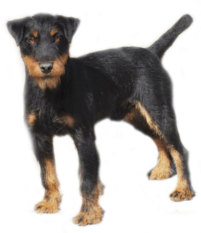 jagdterrier for sale price