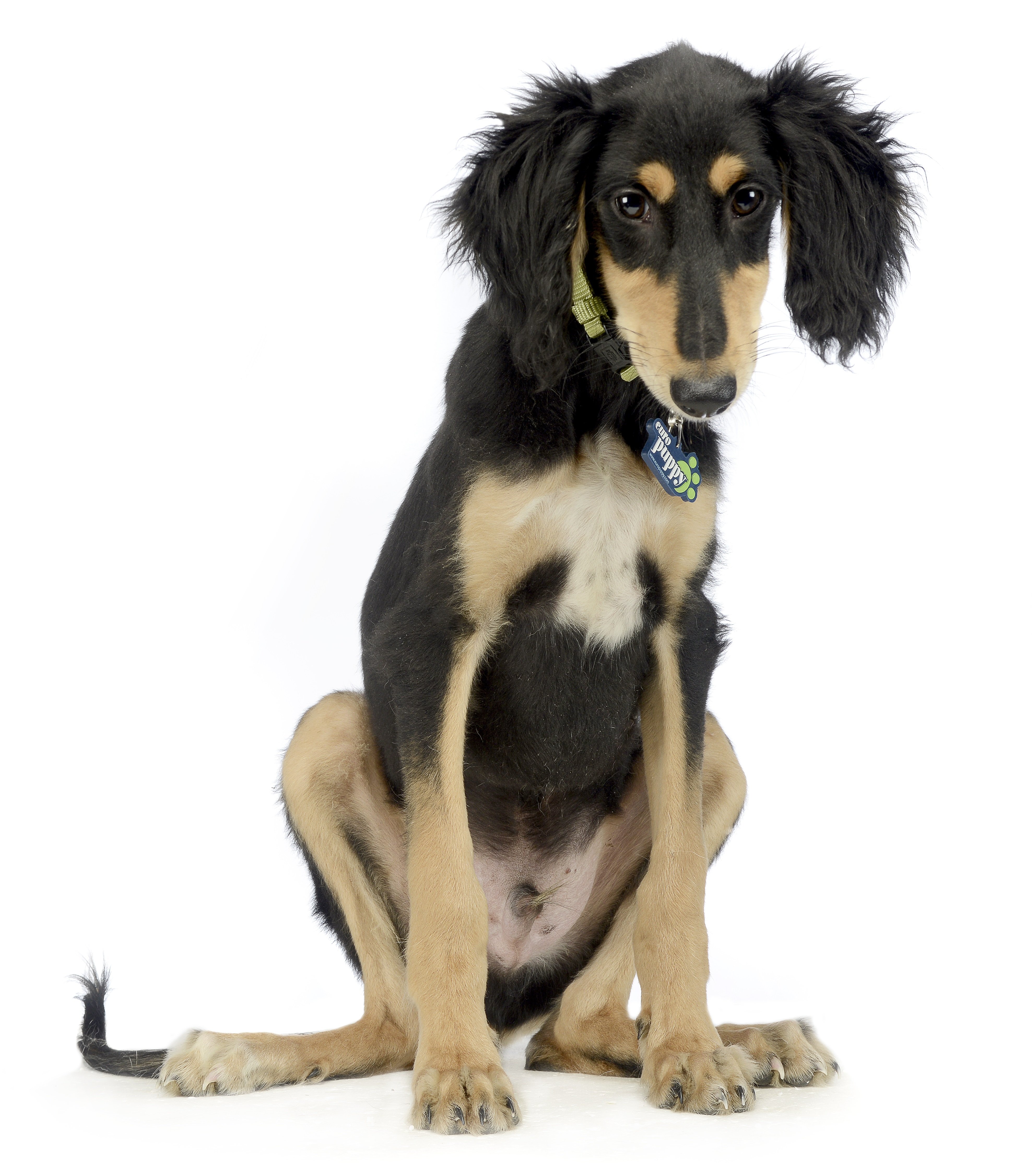 Saluki Puppies Breed information & Puppies for Sale