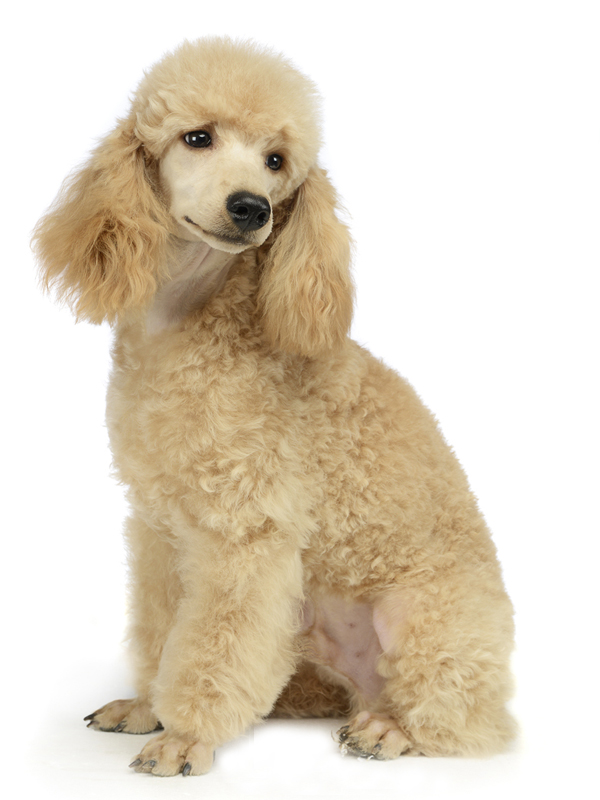 buying a standard poodle