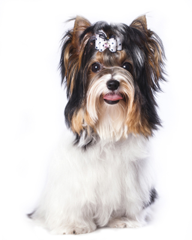 Biewer Yorkie Puppies Breed Information Puppies For Sale
