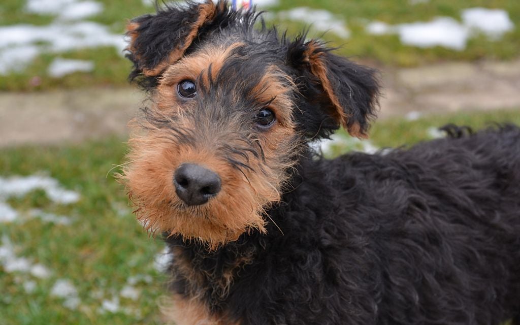 Airedale Terrier Puppies Breed information  Puppies for Sale
