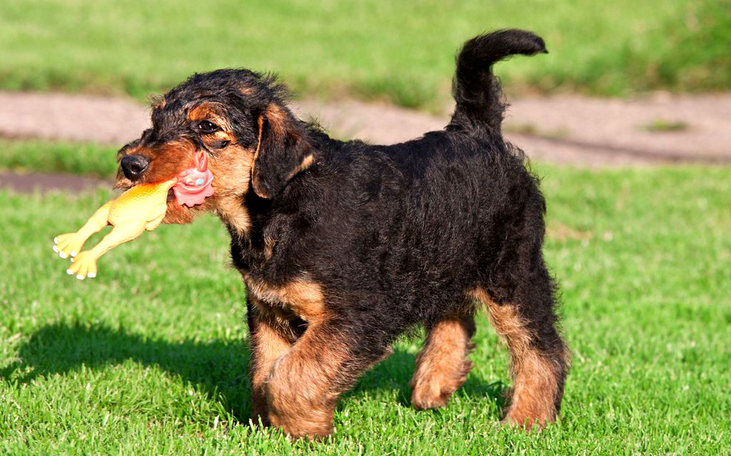 Airedale Terrier Puppies Breed Information For