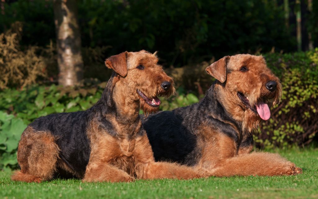 Airedale Terrier Puppies Breed information Puppies for Sale Airedale Terrier Puppies Breed information Puppies for Sale