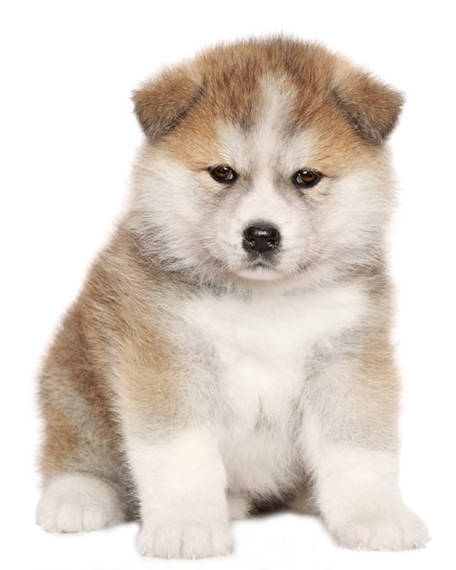 Akita Inu Puppies Breed information & Puppies for Sale