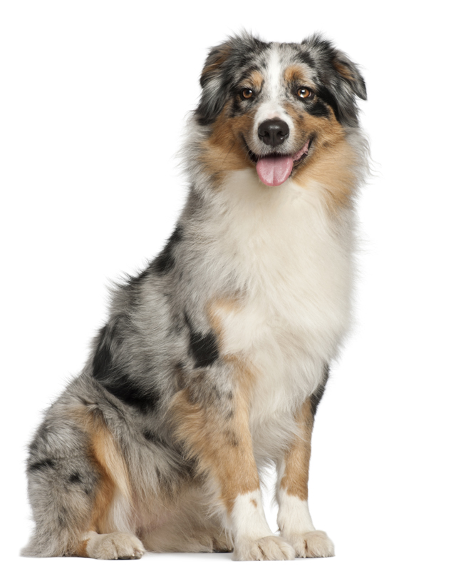 standard australian shepherd puppies for sale