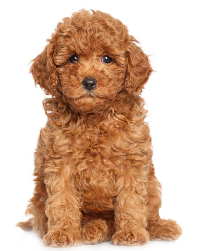 cost of a miniature poodle