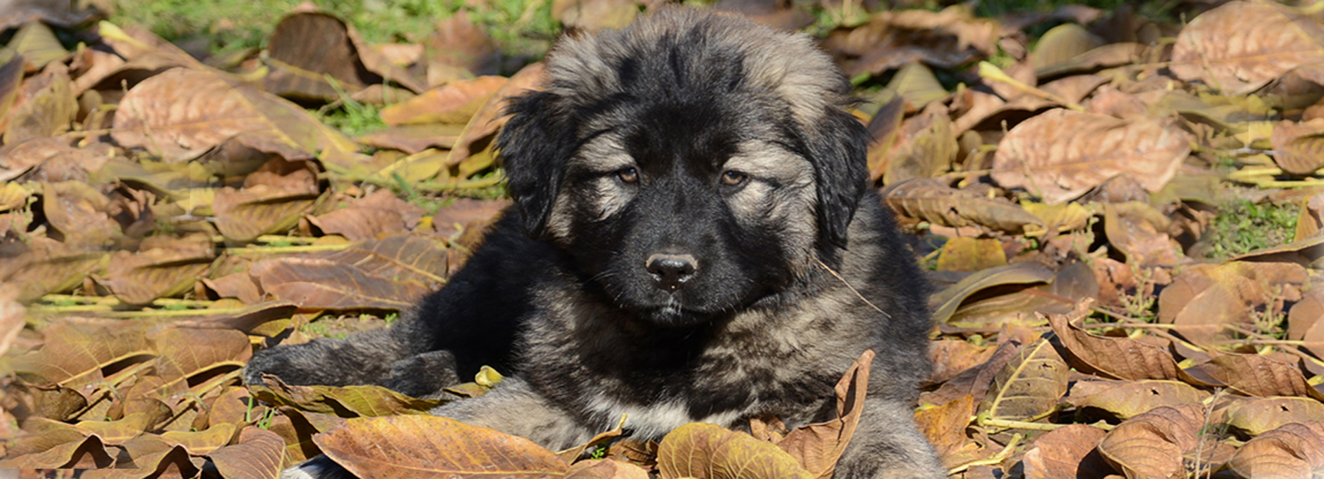 Caucasian Mountain Dog For Sale Caucasian Mountain Dog Puppies