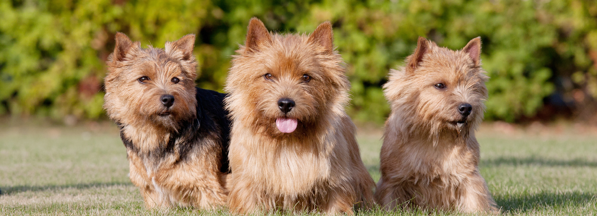 Norwich Terrier For Sale Norwich Terrier Puppies