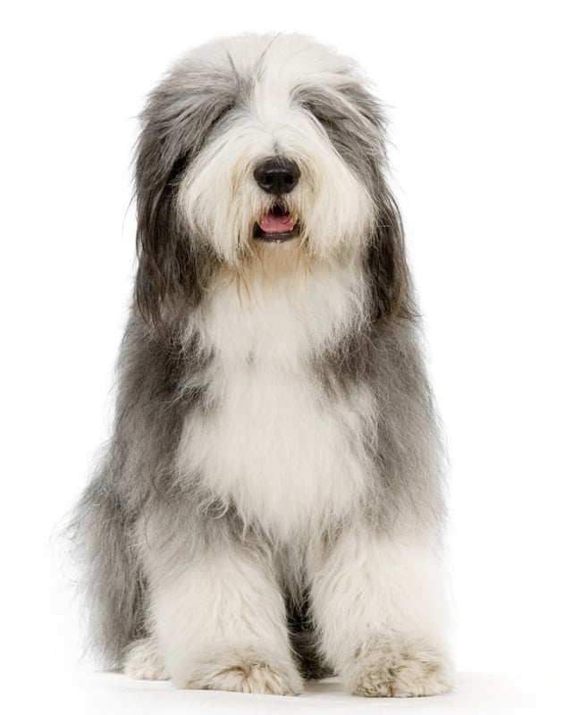 Bearded Collie Puppies Breed 