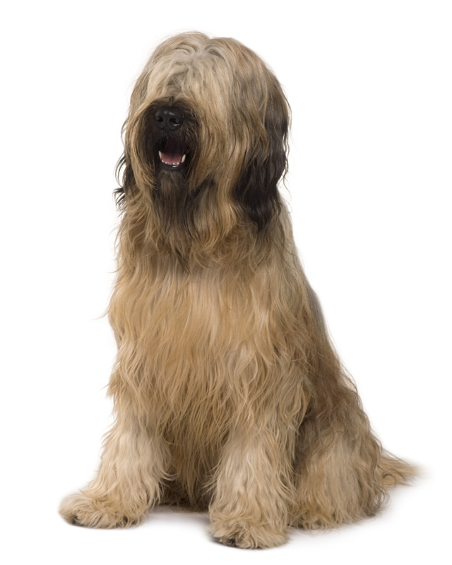 briard puppies near me