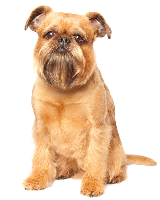 Brusseler Griffon Breed Dog Breed Information Pictures