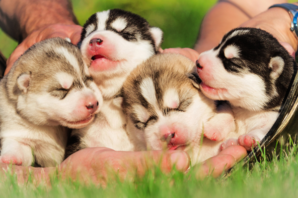 White with silver/black Alaskan Malamute Puppies image