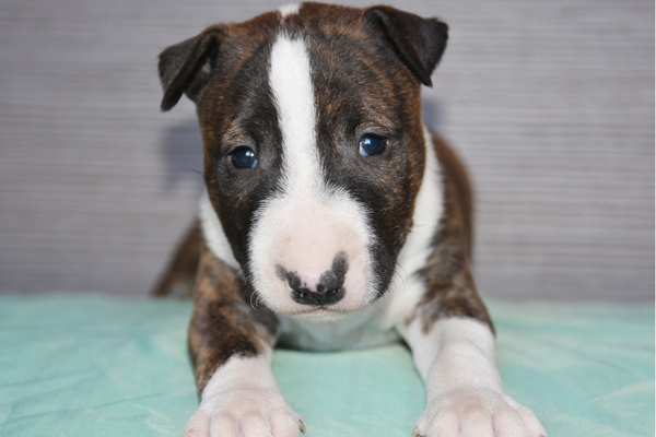 bull terrier brindle puppy