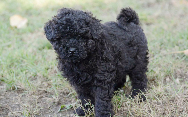 hungarian puli puppy