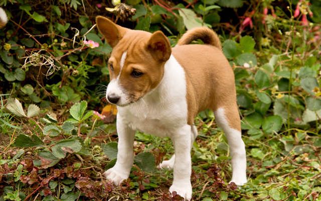 basenji dogs for adoption near me