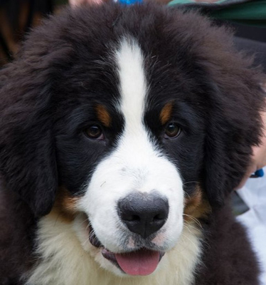 bernese mountain dog puppies for sale bernese mountain dog puppies for sale