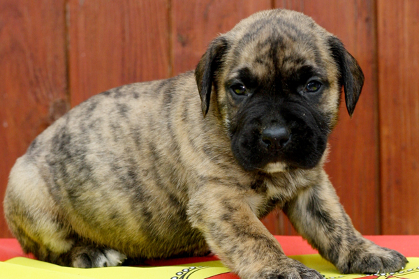 canary dog brindle puppy image